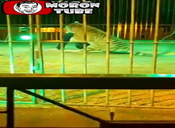 Video :A tiger strikes the trainer after growing weary of clowning about
